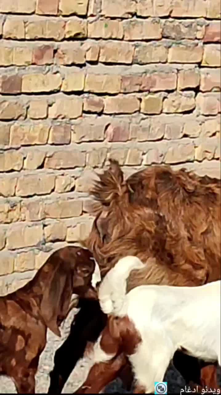 بز کهره نجدی دو کیلو شیر موقعیت جیرفت|حیوانات مزرعه|کرمان, |دیوار