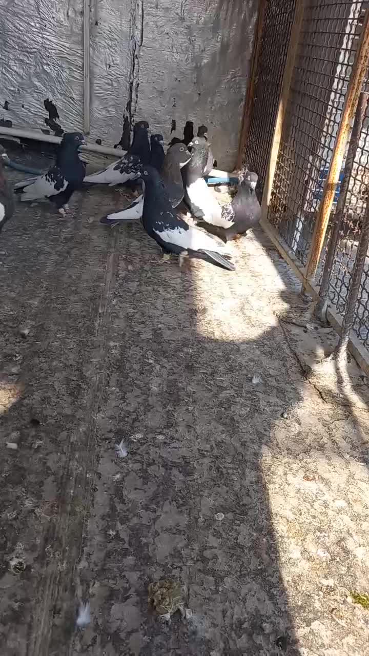 دسته سینه|پرنده|مرودشت, ثبت احوال|دیوار