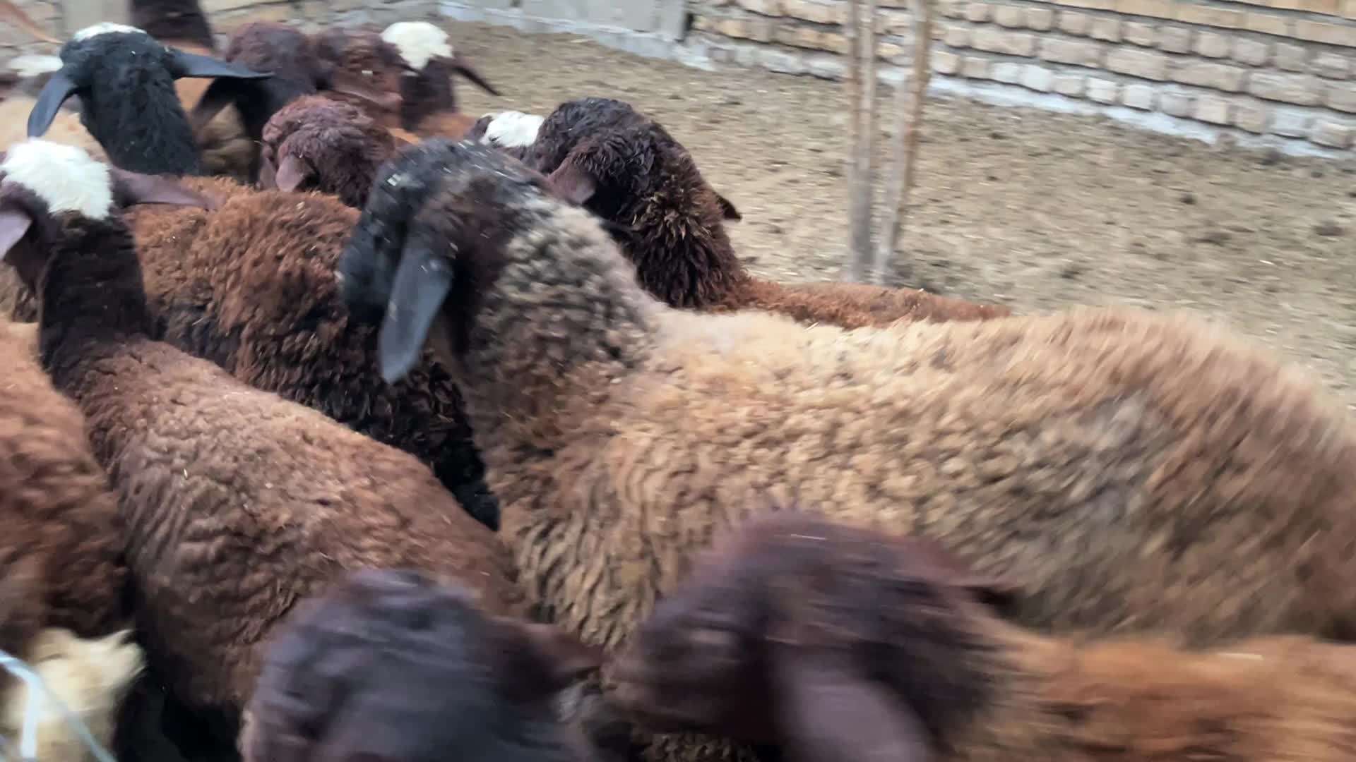 فروش بره های پروار شده|حیوانات مزرعه|مینودشت, |دیوار