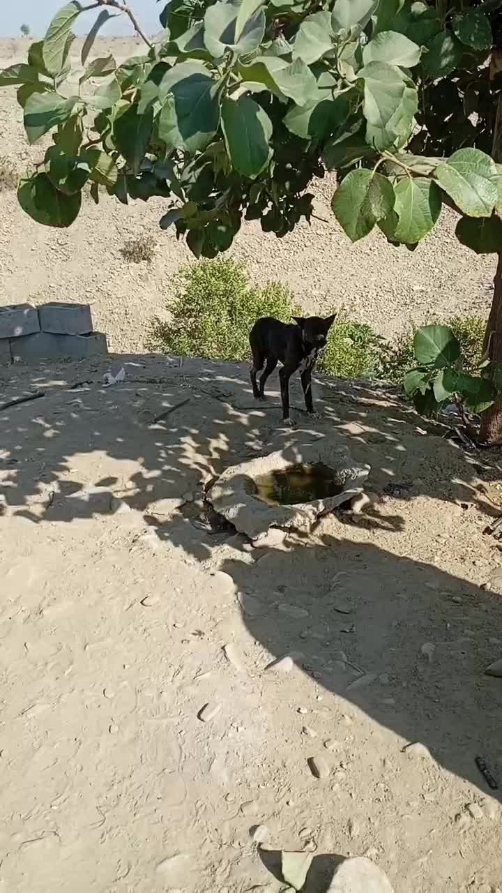 سگ نر دورگ|سگ|جاسک, |دیوار