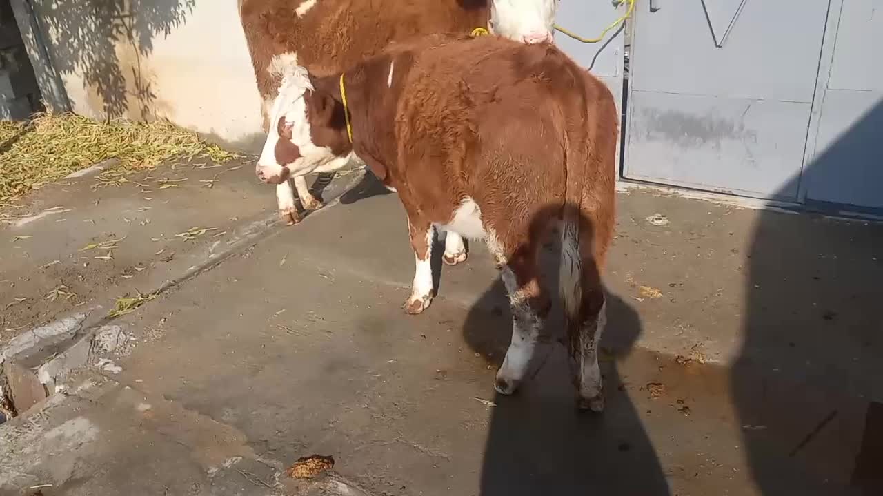 گوساله ماده|حراج|ملکان, |دیوار