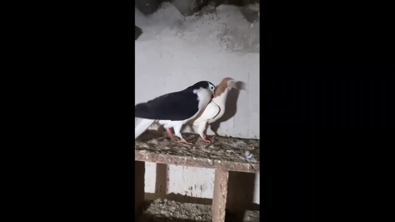 کبوتر رنگی|پرنده|گنبد کاووس, |دیوار