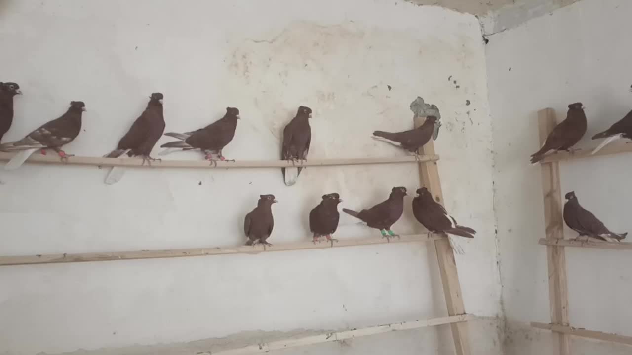 کبوتر سرخن دم سفید|پرنده|کرمانشاه, |دیوار