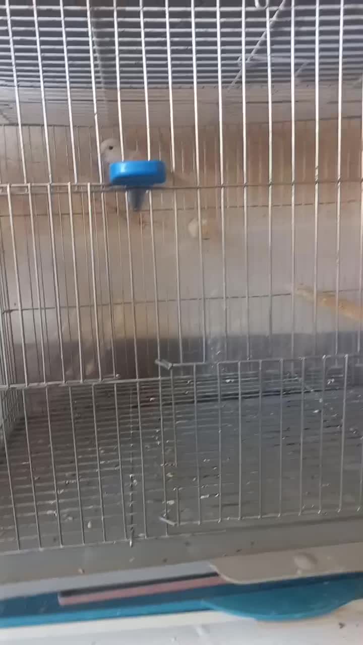 قفس قناری|لوازم جانبی حیوانات|برخوار, |دیوار