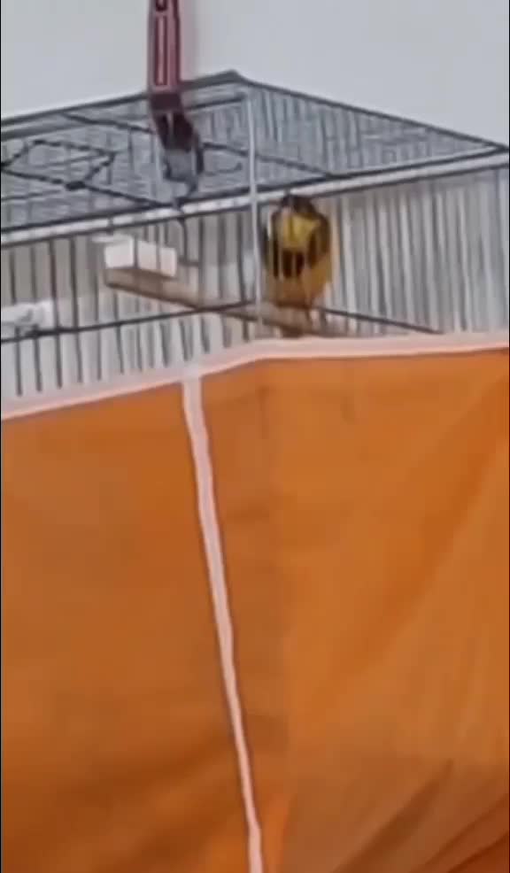 قناری|پرنده|اصفهان, شاهزاده ابراهیم|دیوار