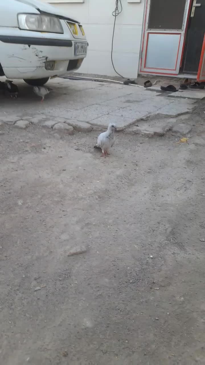 گم شده|حیوانات|زابل, |دیوار