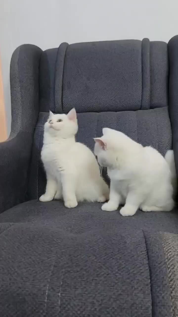 گربه|گربه|پرند, فاز ۰|دیوار