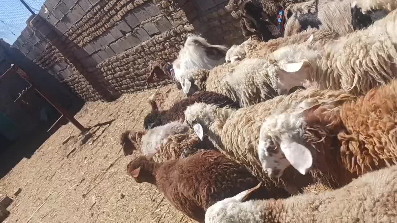 بره|حیوانات مزرعه|گناباد, |دیوار