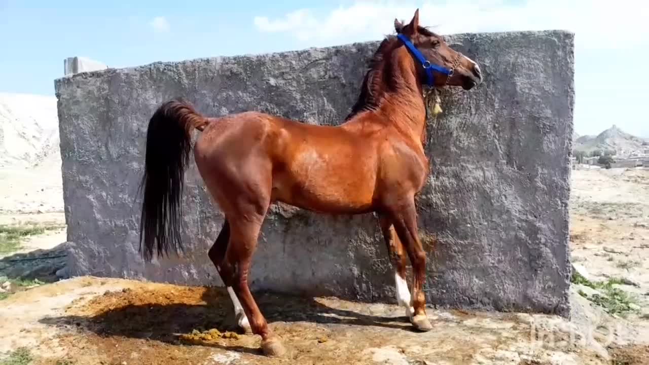 اسب|اسب و تجهیزات اسبسواری|ارد, |دیوار