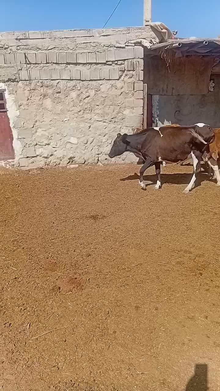 گاو وگوساله بزرگ|حیوانات مزرعه|ابرکوه, |دیوار