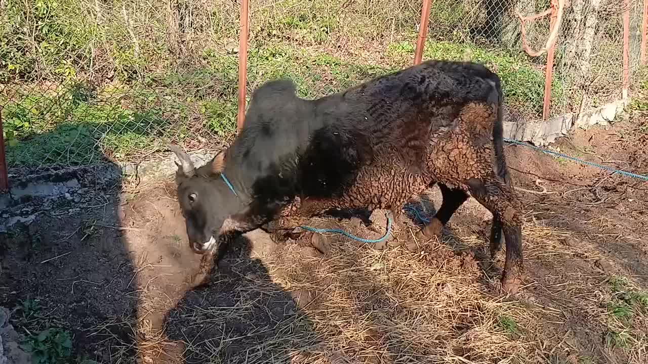 ورزا محلی|حیوانات مزرعه|رشت, حومه رشت|دیوار