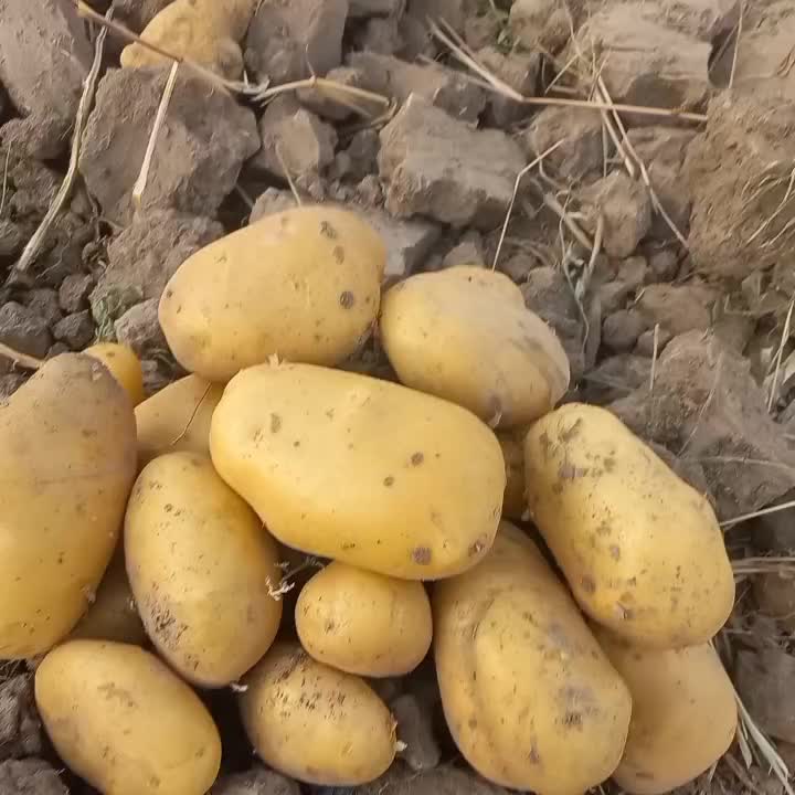 فروش سیب زمینی جلگه رخ در مشهد|خوردنی و آشامیدنی|مشهد, انقلاب|دیوار