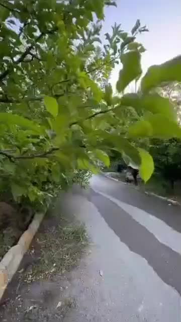 ویلا باغ شکوفه ها تمیز  بکر|اجارهٔ کوتاه‌مدت ویلا و باغ|یاسوج, |دیوار