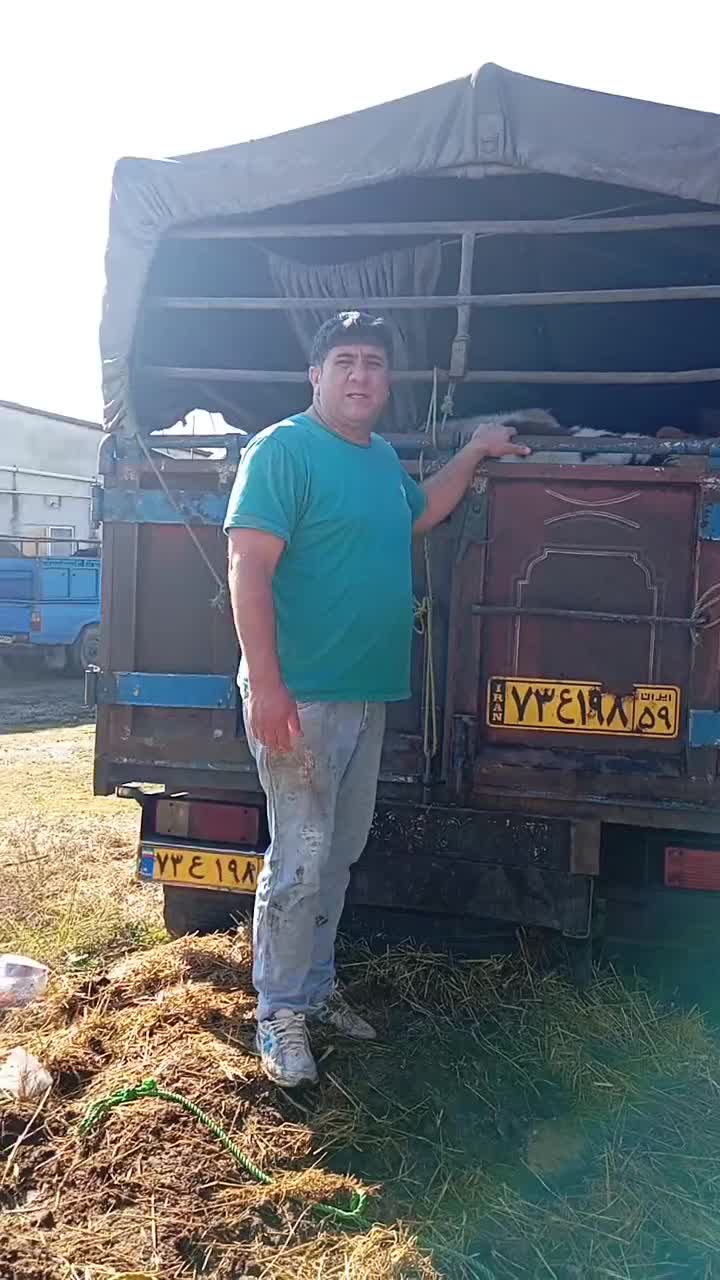 فروش گوساله|حیوانات مزرعه|تهران, انبار نفت|دیوار