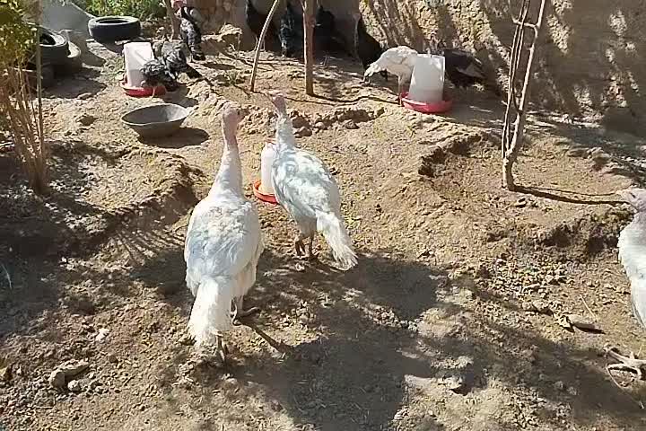 بوقلمون|حیوانات مزرعه|صحنه, |دیوار