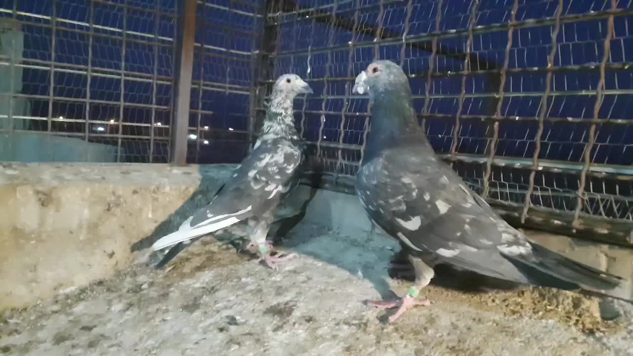 کبوتر مامی کرمانی و سار سیاه|پرنده|طبس, |دیوار