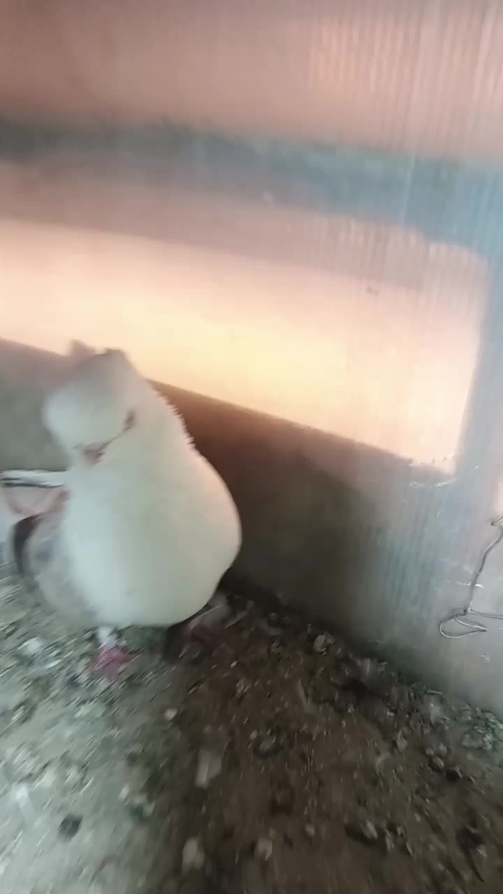 دوکت قنار|پرنده|محمدشهر, محمدشهر|دیوار