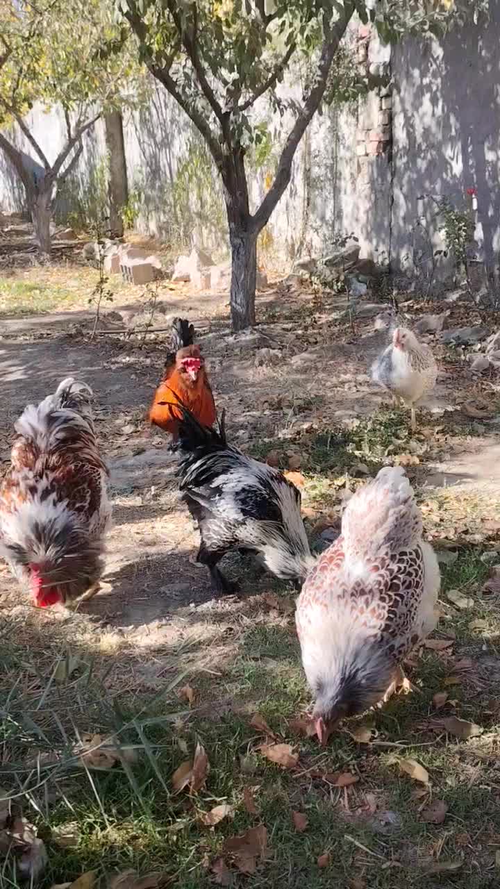 مرغ و خروس نژاد دار و زینتی|حیوانات مزرعه|مشهد, امیریه|دیوار