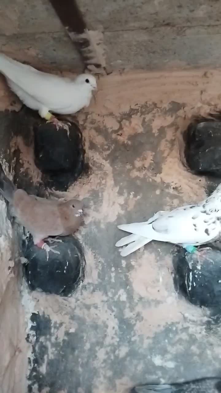 ۱۱ تا دونه ۲۰۰ دوتا هفت رنگ کاکولی ۸۰۰|پرنده|خوشاب, |دیوار