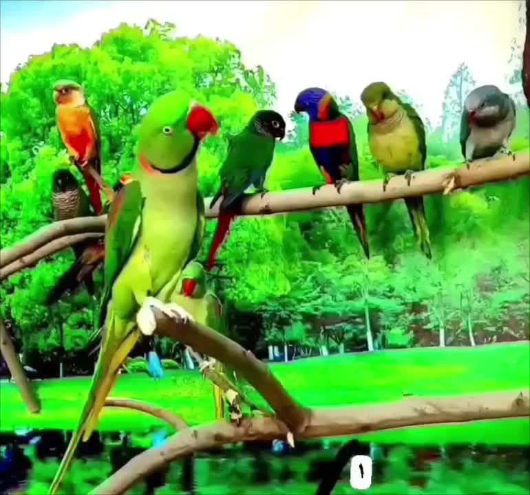 برزیلی راهب گیرینچیک ملنگو شاه طوطی سان کانور لری|پرنده|تهران, ستارخان|دیوار