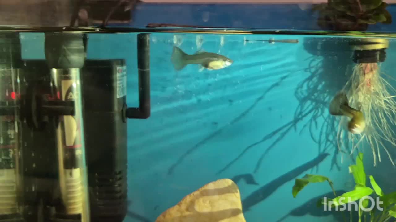 گوپی ماده مولد|ماهی|اهواز, کوی بشارت|دیوار