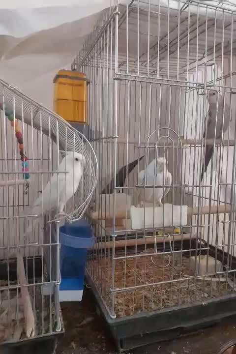 عروس هلندی|پرنده|شاهین‌شهر, شهرک میلاد|دیوار