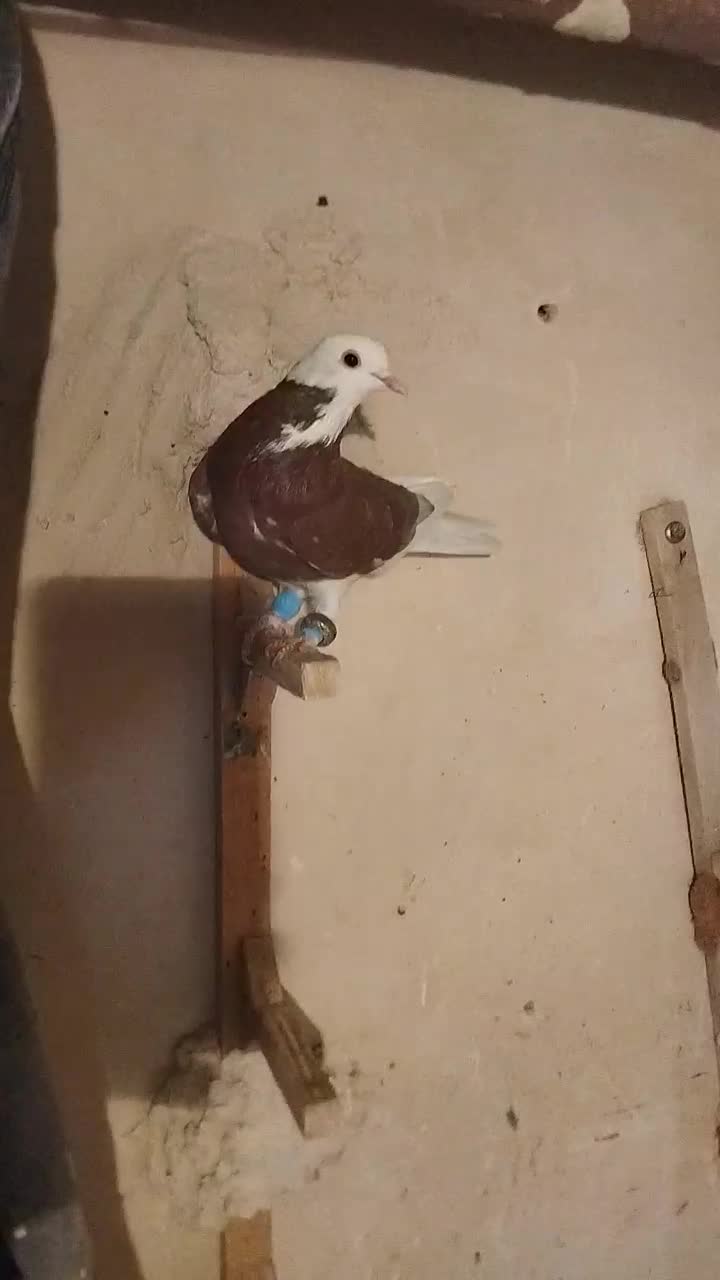 ۳۳تا بهبهانی|پرنده|مرودشت, رودبال|دیوار