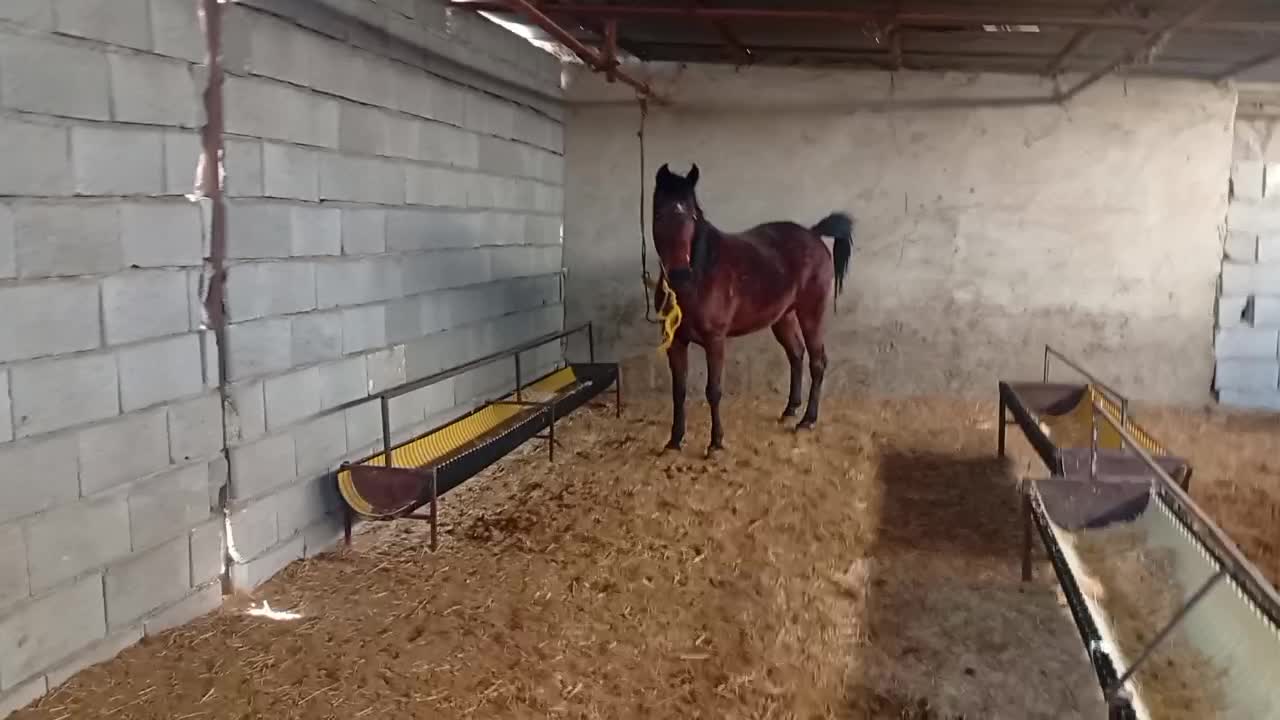 مادیان گمشده|حیوانات|کهریزک, |دیوار