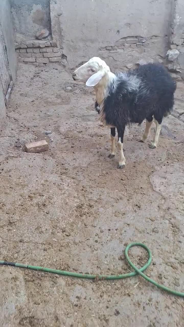 بره قوچ کله قارچی|حیوانات مزرعه|بروجرد, |دیوار