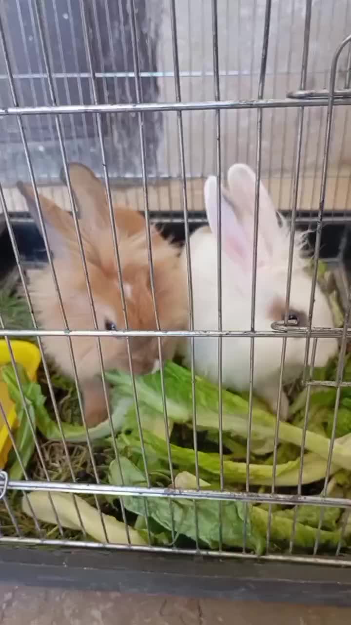 دوتا خرگوش سرحال نروماده باقفس|موش و خرگوش|سنندج, |دیوار