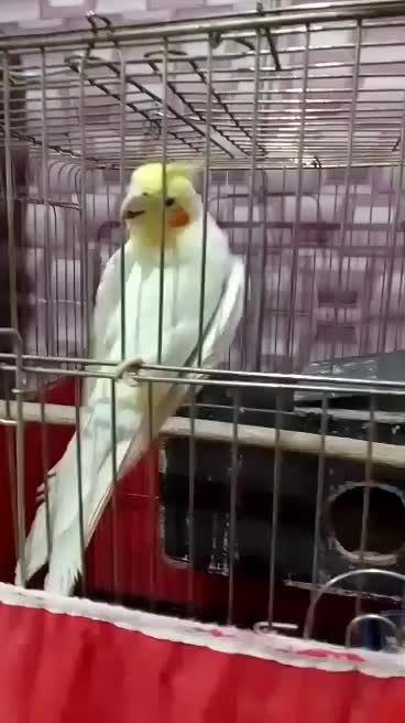 جفت عروس هلندی با تخم وجوجه سخنگو|پرنده|باوی, |دیوار