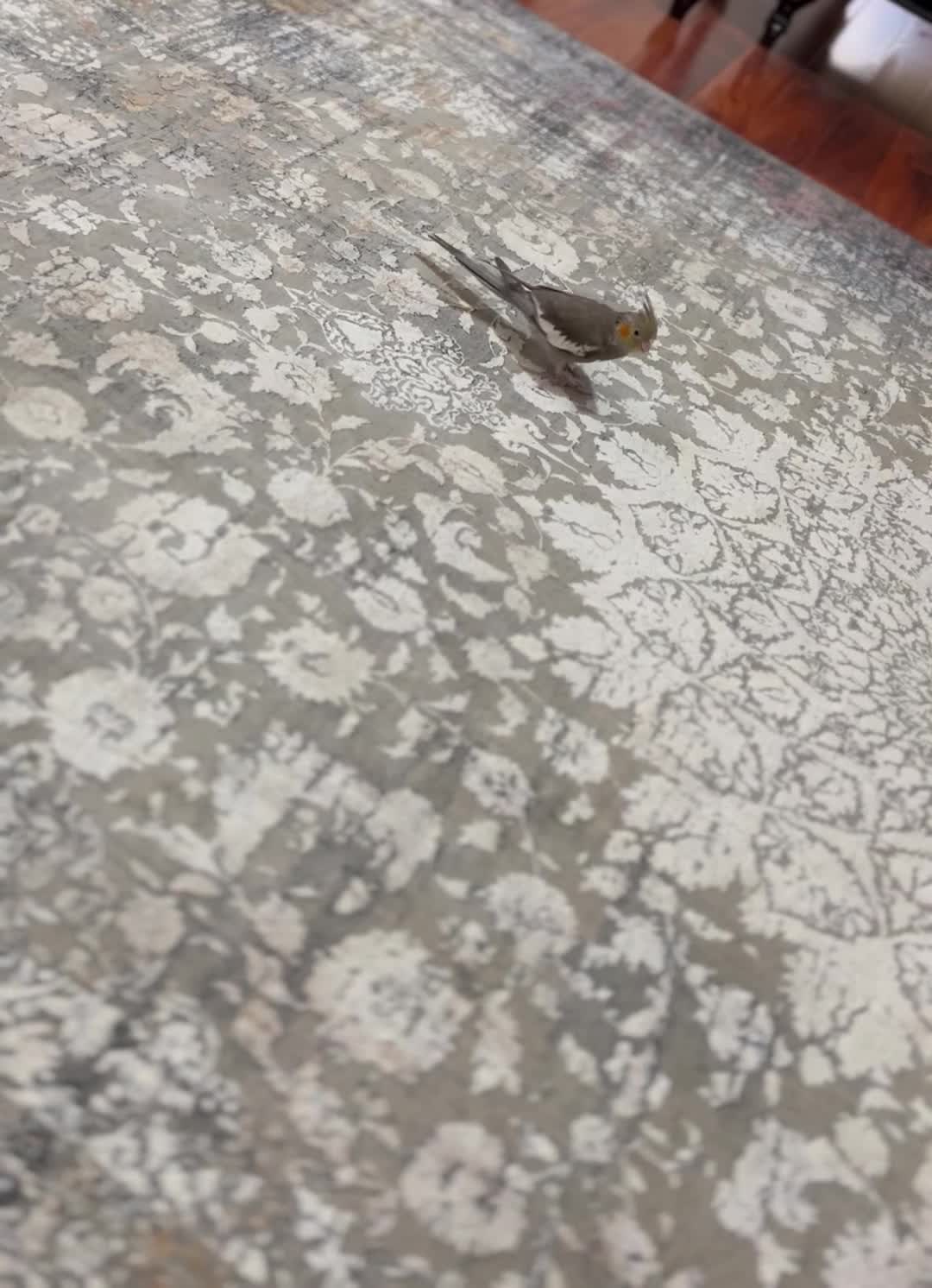 عروس هلندی|پرنده|کرج, اصفهانی‌ها|دیوار