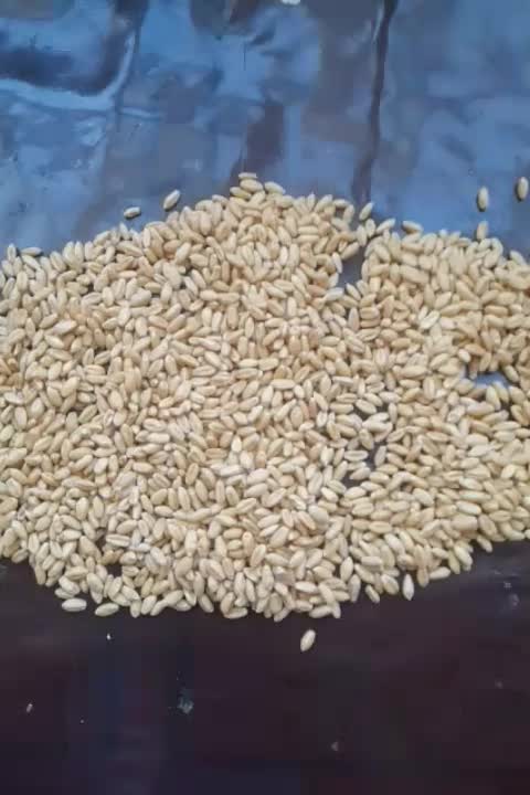 گندم|عمده‌فروشی|بجنورد, |دیوار