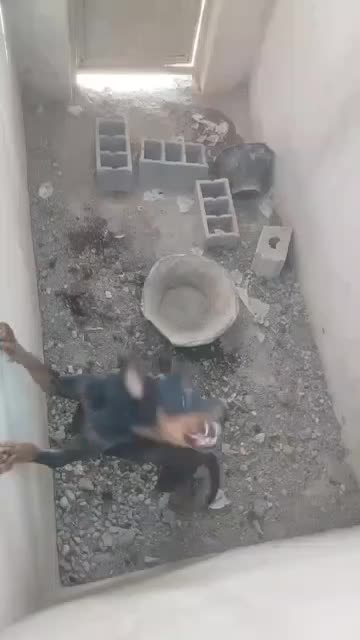 سگ ماده دوبرمن اصیل یک ونیم ساله|سگ|شهریار, بکه|دیوار