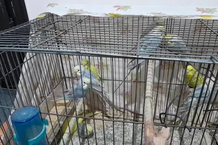 مرغ عشق|پرنده|گرگان, |دیوار