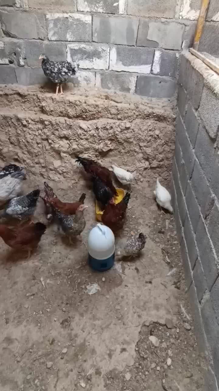 مرغ و خروس|حیوانات مزرعه|جم, |دیوار