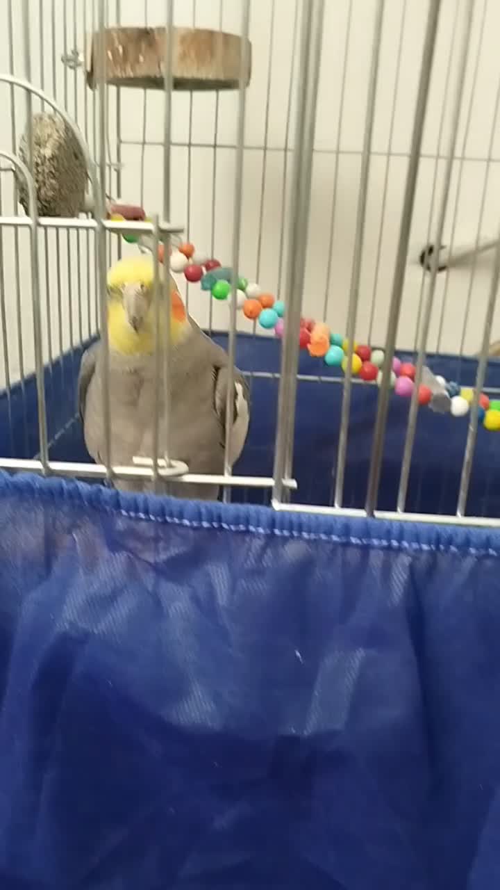 عروس هلندی سخنگو جفت.مولد|پرنده|قروه, |دیوار