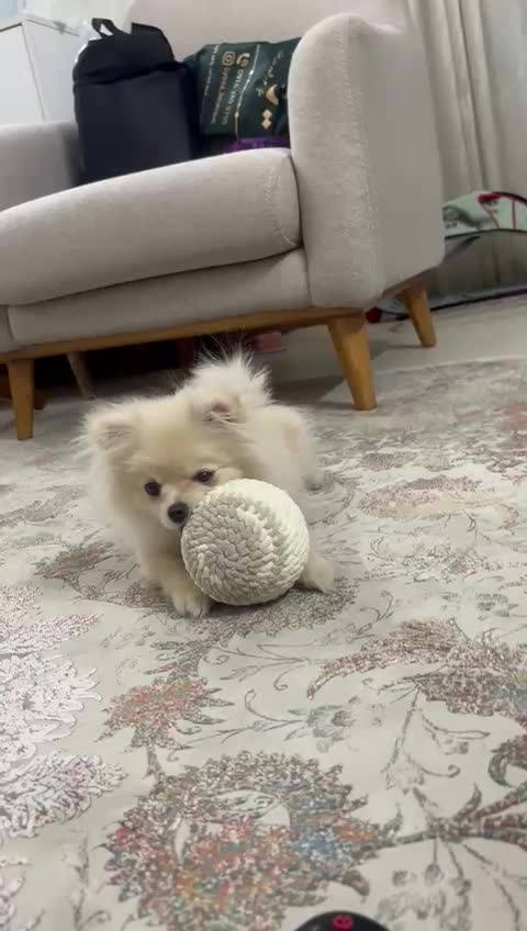 فروش سگ پامر|سگ|یزد, |دیوار