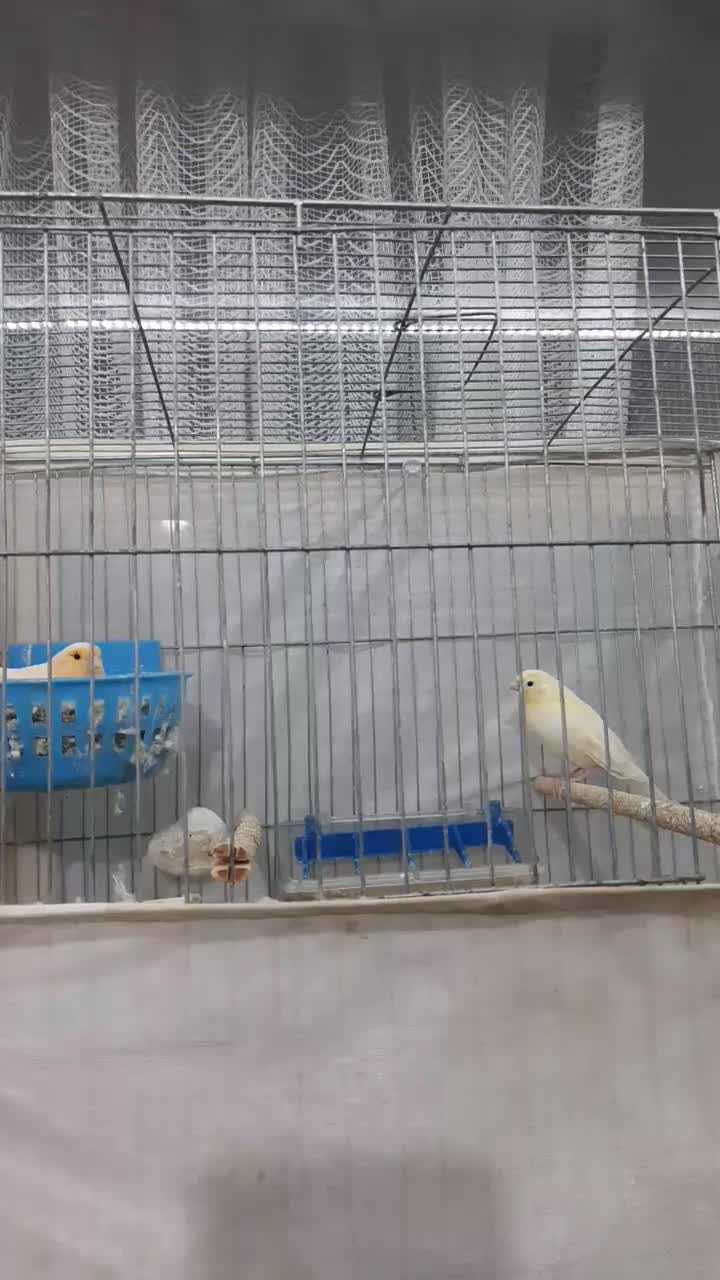 قناری|پرنده|ساوه, |دیوار