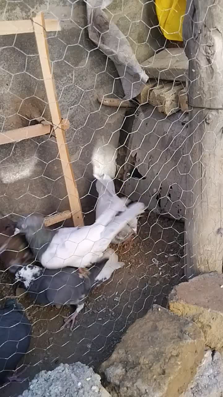 کله به شرط|پرنده|بجنورد, |دیوار