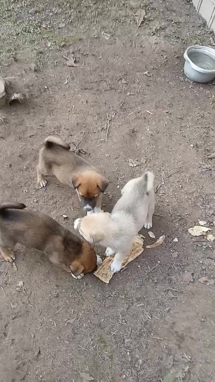 فروش سگ هاسکی ویک صوله|سگ|آستانه اشرفیه, |دیوار