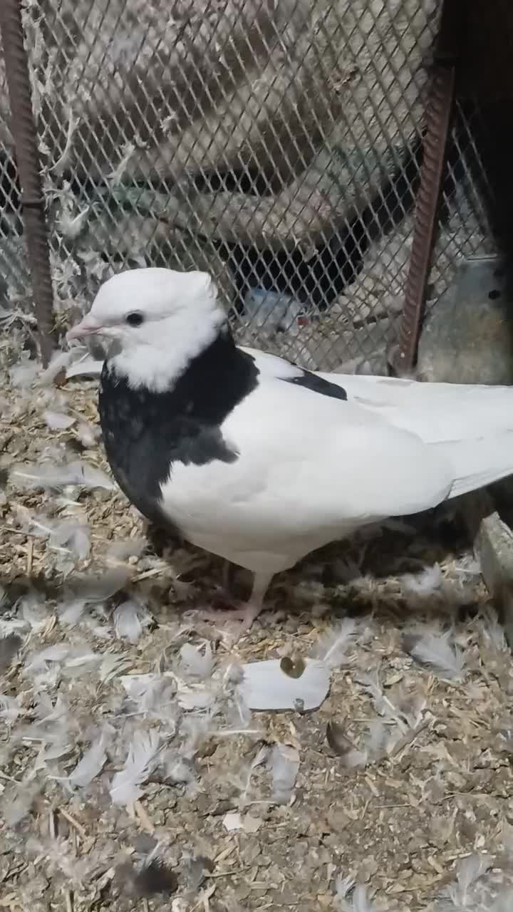 طوقی|پرنده|بندرعباس, |دیوار