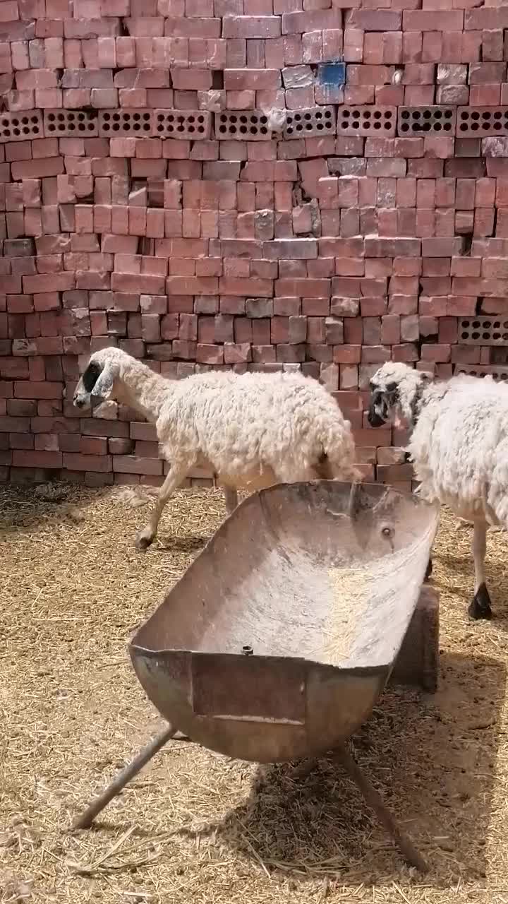 میش|حیوانات مزرعه|کرمان, |دیوار