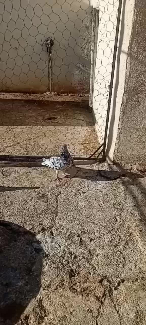 فروش هفت رنگ دم سفید نر پریده|پرنده|رفسنجان, |دیوار