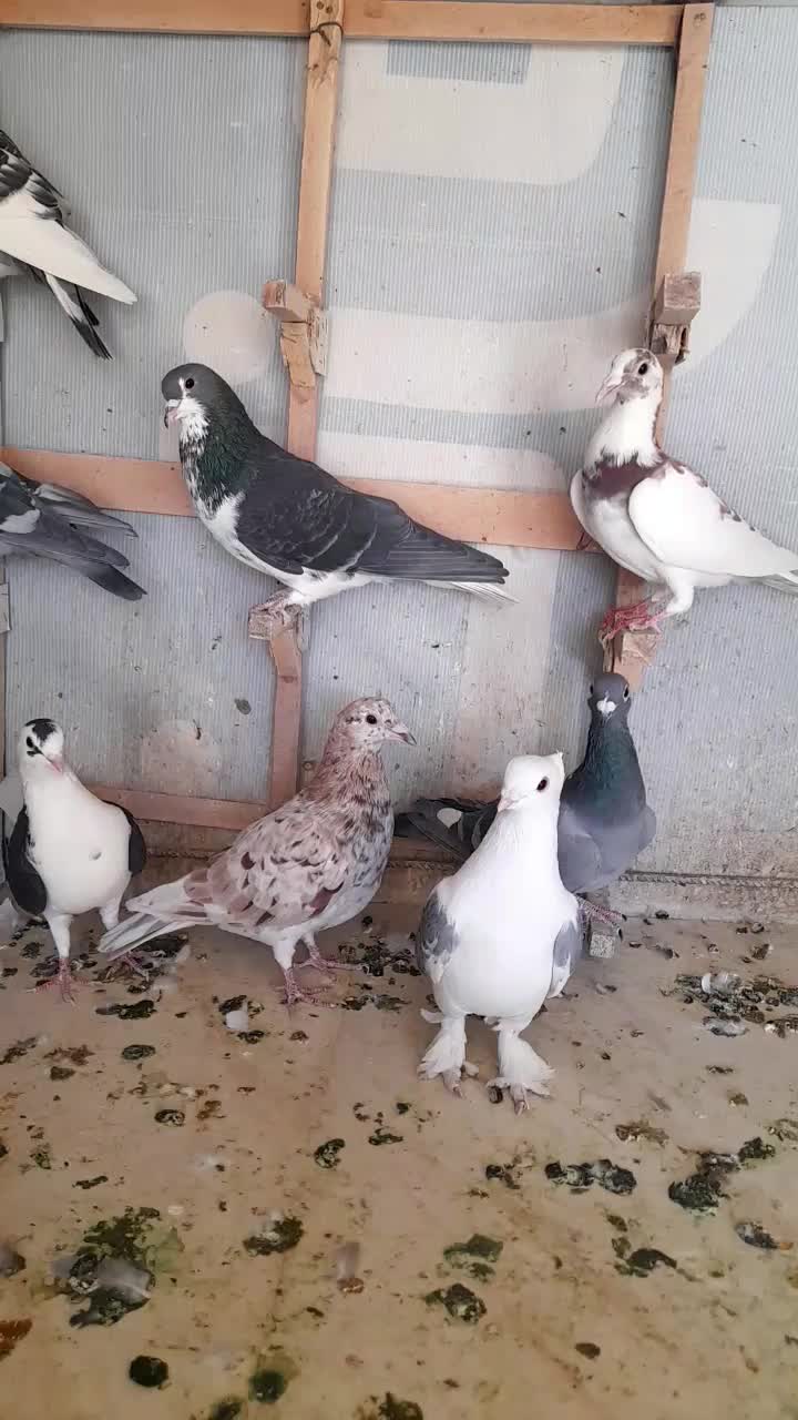 تعدادی پلاکی شهری بهبونی|پرنده|شیراز, تندگویان|دیوار