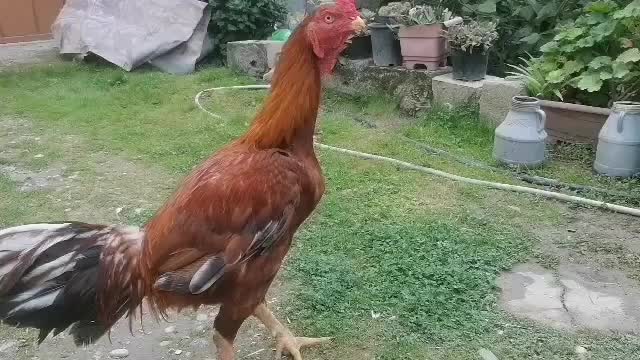 پرنده  خروس لاری|حیوانات مزرعه|سورک, |دیوار