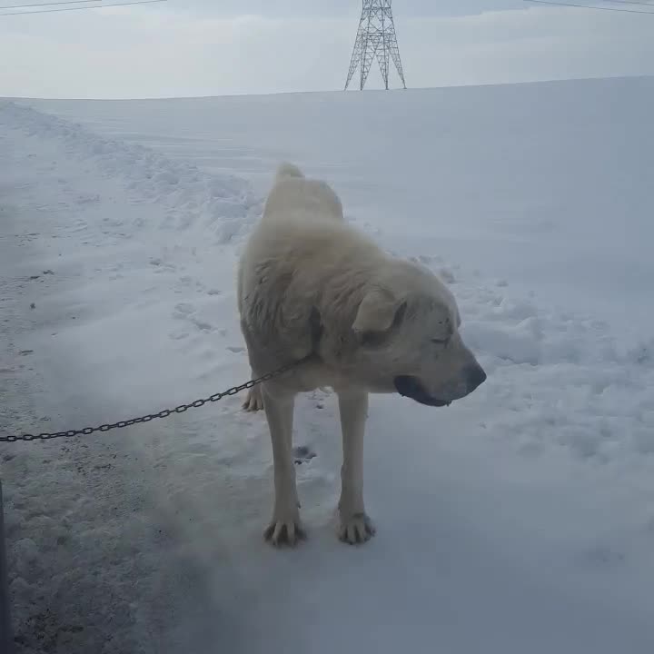 واگذاری سگ عراقی|سگ|ترکمانچای, |دیوار