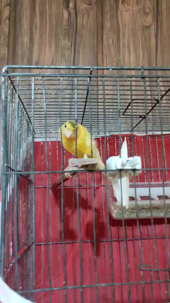 قناری نر سرخ|پرنده|تربتحیدریه, طالقانی|دیوار