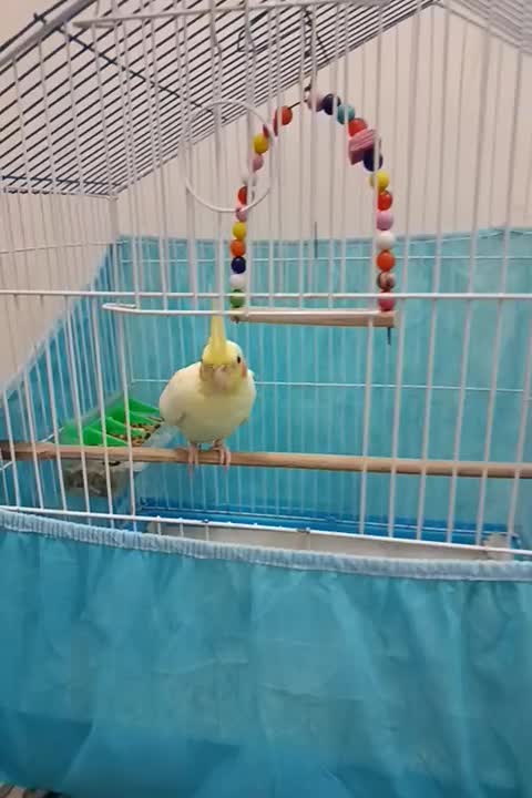 طوطی عروس نر با قفس|پرنده|رشت, دخانیات|دیوار