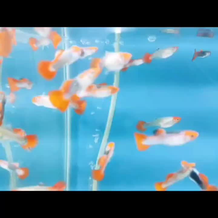 فروش ویژه ماهی گوپی|ماهی|قزوین, |دیوار